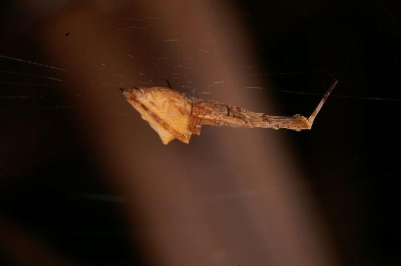 Uloborus_barbipes_D5561_Z_85_Wellington Point Esplanada_Australie.jpg